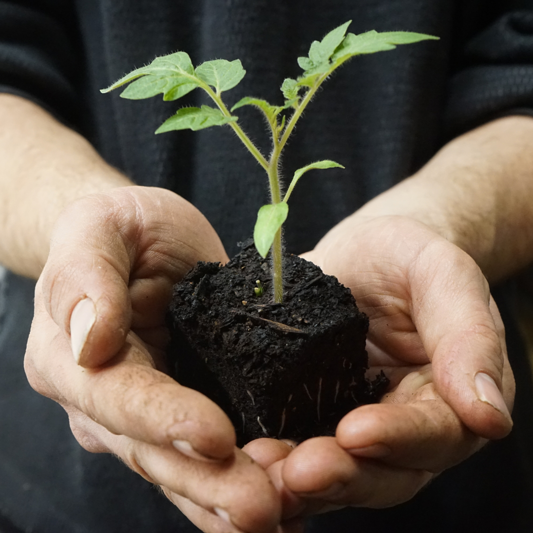 Hardening Off and Transplanting