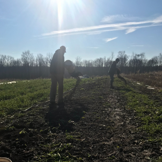 Birdsong Farm: Revitalizing Soil through No-Till Farming