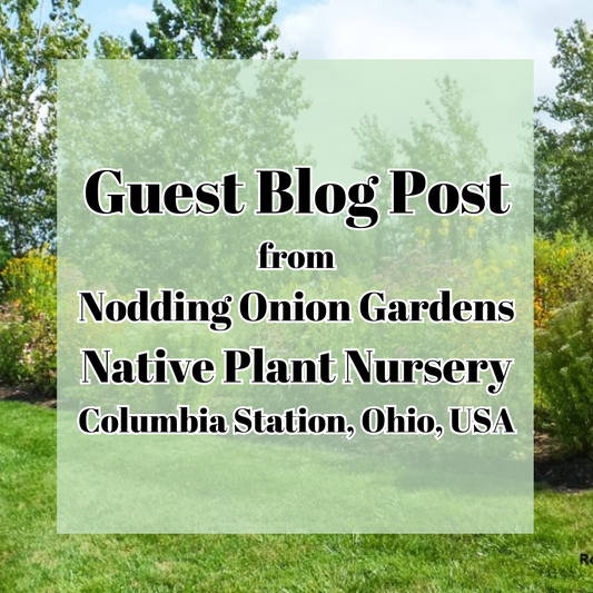 Guest Blog Post from Nodding Onion Gardens, Native Plant Nursery, Columbia Station, Ohio, USA