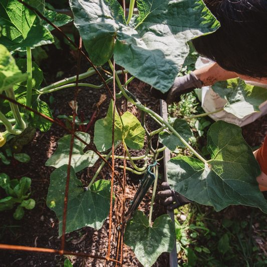 Succession Planting with Tilth Soil