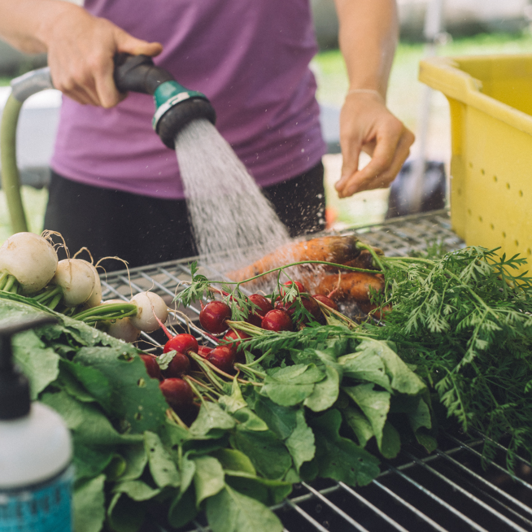 Fall Planting: Your Guide to a Bountiful Autumn Garden