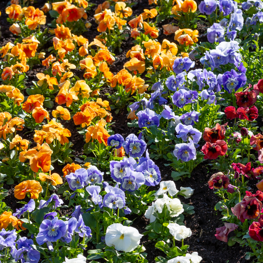 Fall Planting Flowers: Bringing Color to Your Autumn Garden