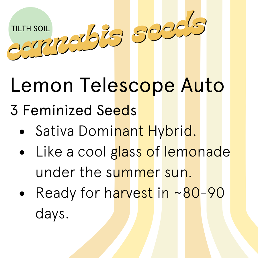 Lemon Telescope Autoflower Seeds