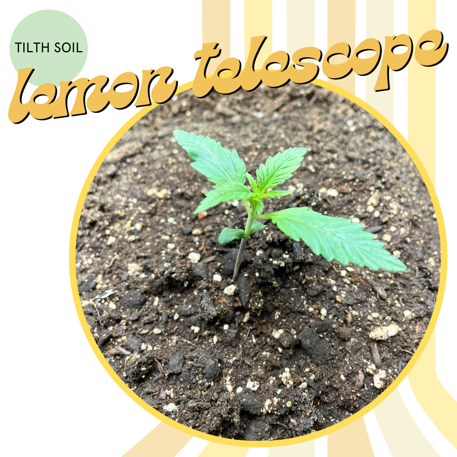 Lemon Telescope Autoflower Seeds