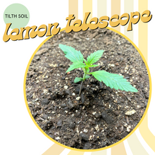 Load image into Gallery viewer, Lemon Telescope Autoflower Seeds
