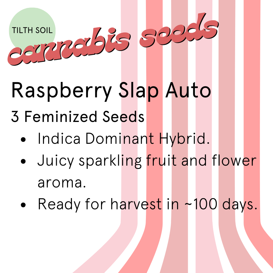 Rasberry Slap Autoflower Seeds