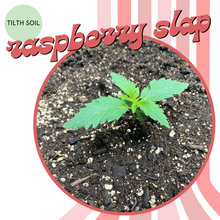 Load image into Gallery viewer, Rasberry Slap Autoflower Seeds
