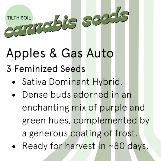 Apples & Gas Autoflower Seeds