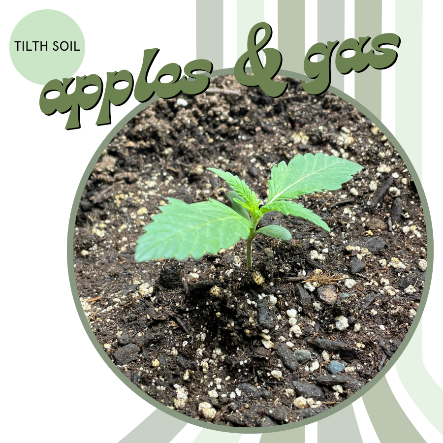 Apples & Gas Autoflower Seeds