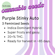 Load image into Gallery viewer, Purple Stinky Autoflower Seeds
