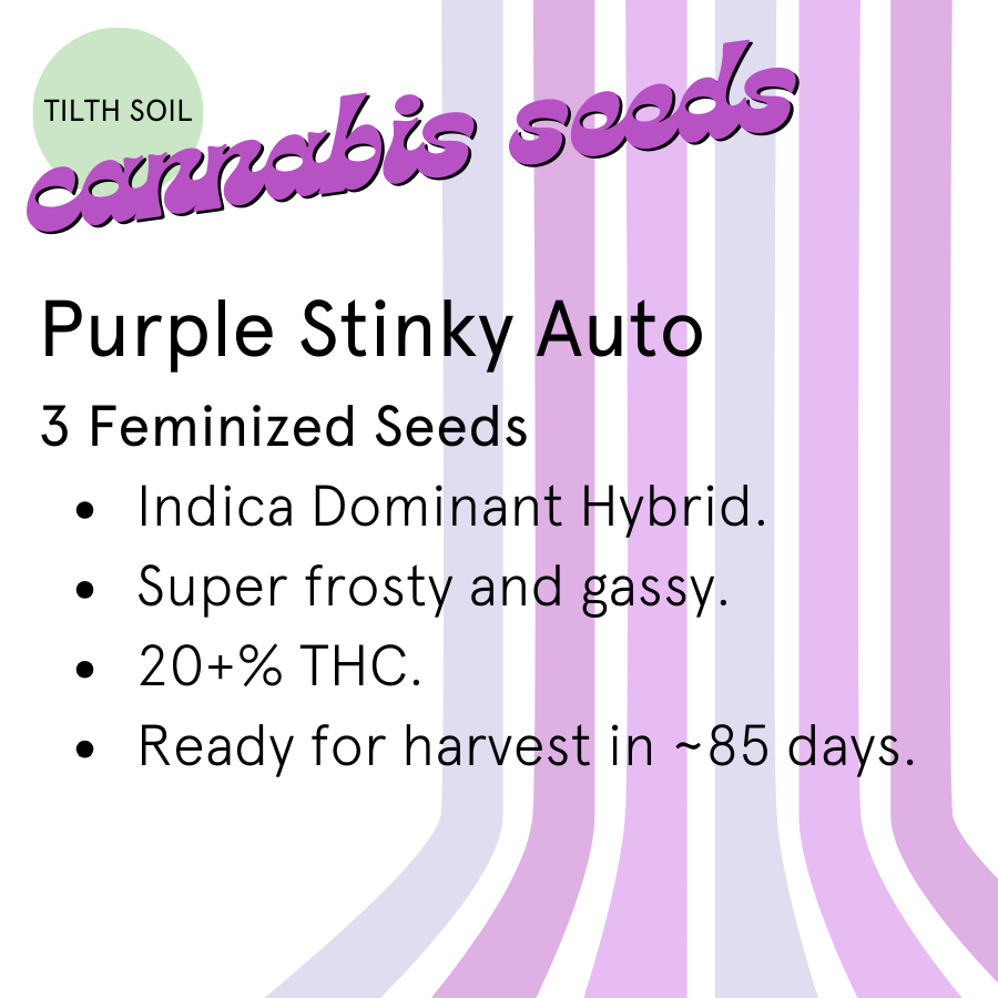 Purple Stinky Autoflower Seeds