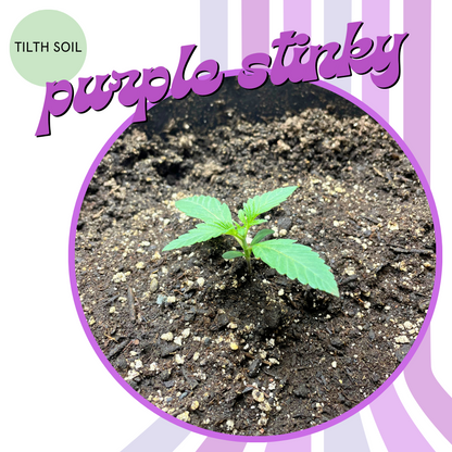 Purple Stinky Autoflower Seeds