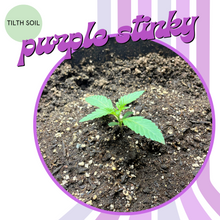 Load image into Gallery viewer, Purple Stinky Autoflower Seeds
