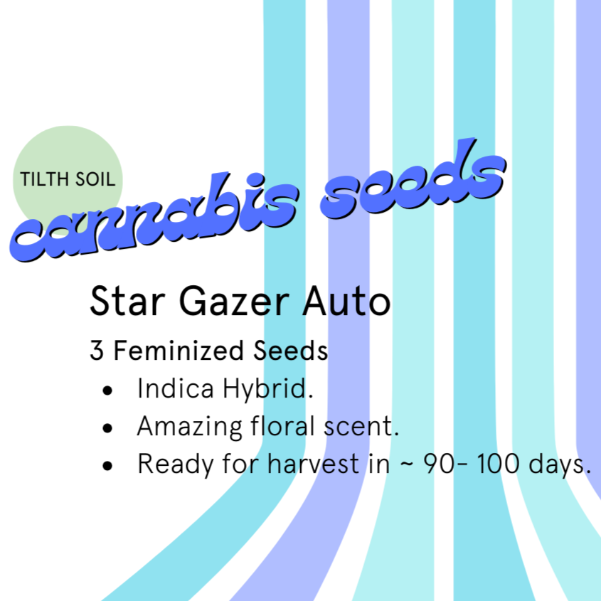 Star Gazer Autoflower Seeds