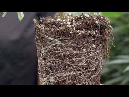 Bloom | Organic Cannabis Soil Mix